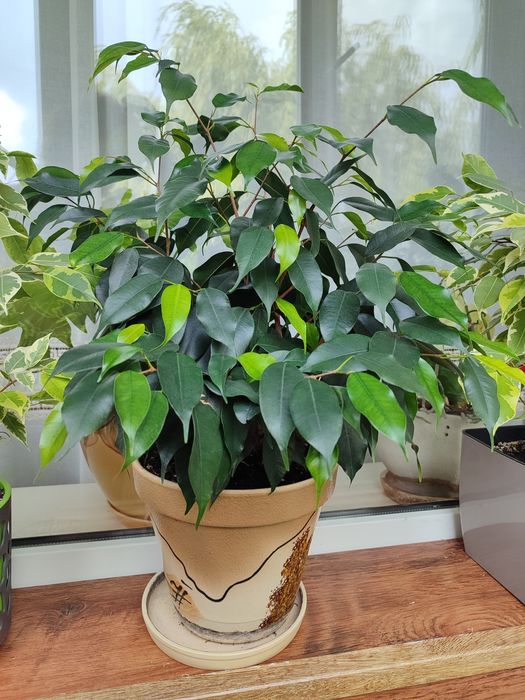 Фікуси Бенджаміна