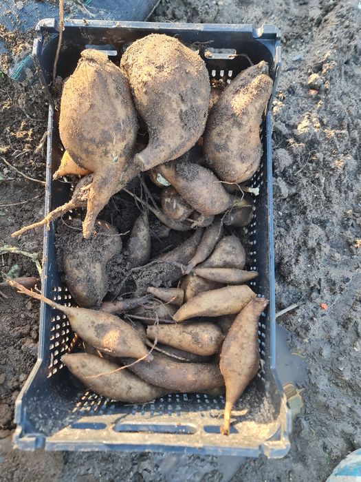 Batata yacon biológica "batata do diabético"