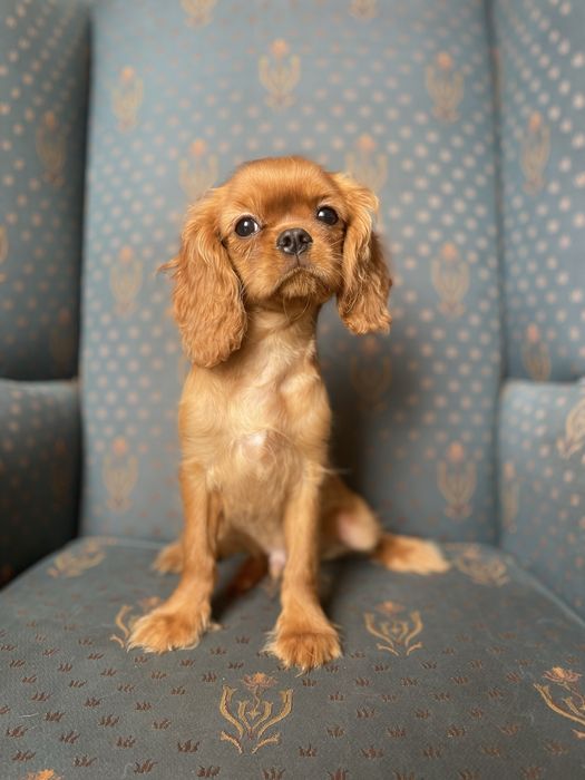Cavalier king charles spaniel