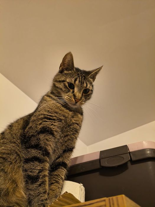 Urocza kotka Lajla szuka domku