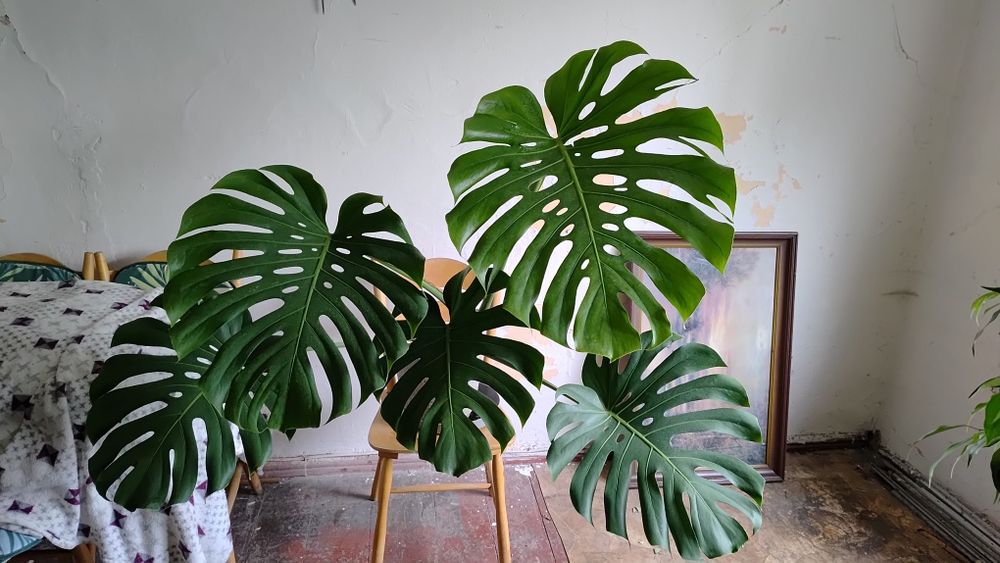 Duża Monstera tanio