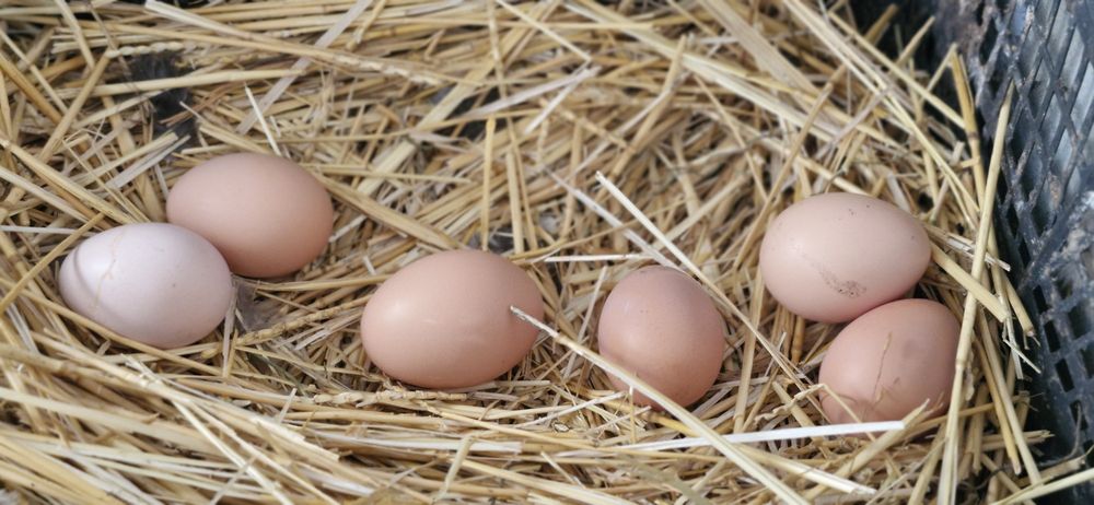 Домашние куриные яйца