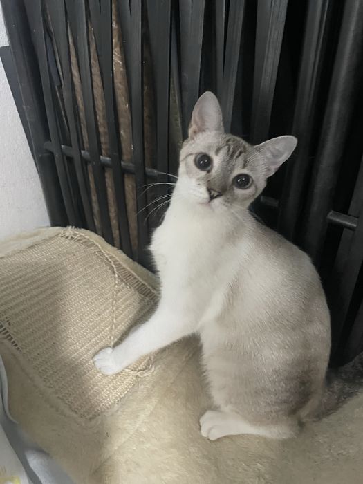 Gatinhos para adocao Fernao Ferro/Seixal