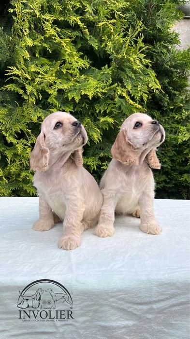 Американский Кокер Спаниель. 2 месяца. Щенки. Щенок.