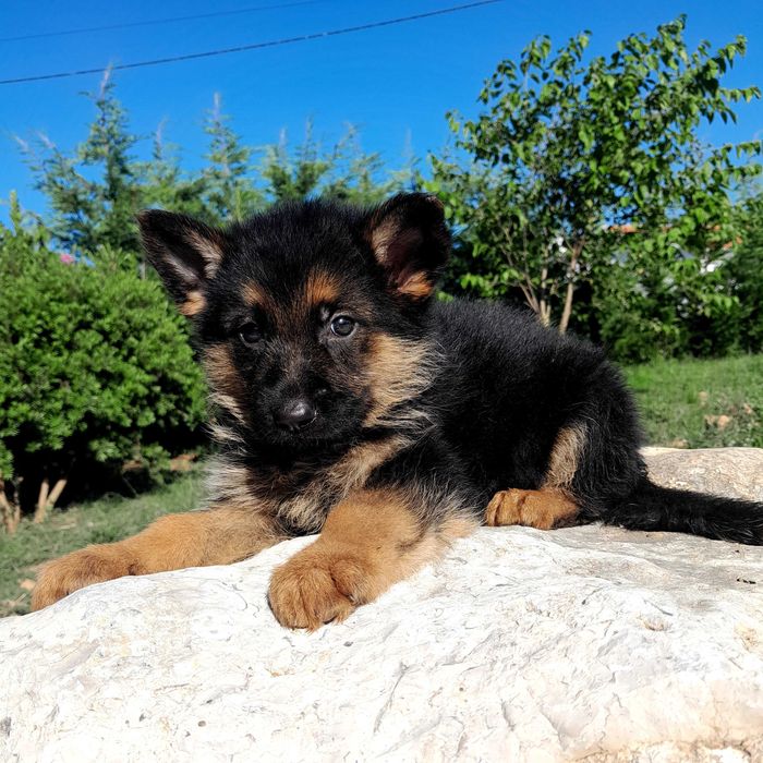 Pastor alemão  com lop