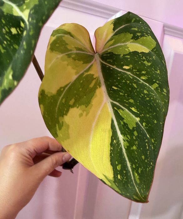 Philodendron Gloriosum Tricolor