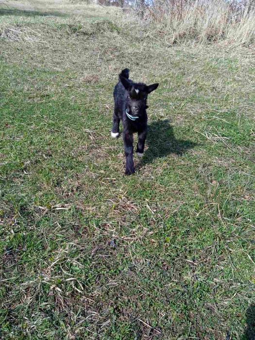 Продам цапи