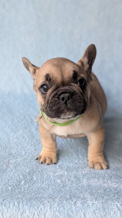 Мисс Франсуа бульдогус.