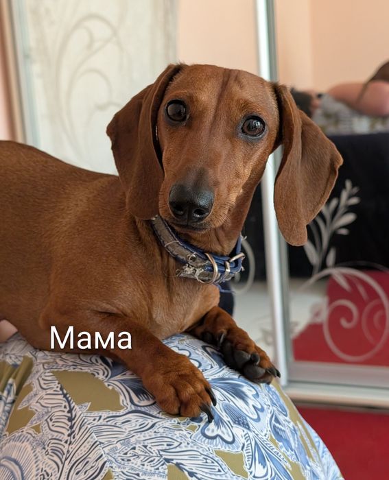 Грайливі тигрові цуценята такси