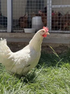 Снігурів! Продам кури несушки! Доставка безкоштовна