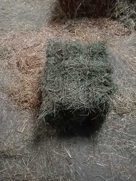 sprzedam siano mała kostka
