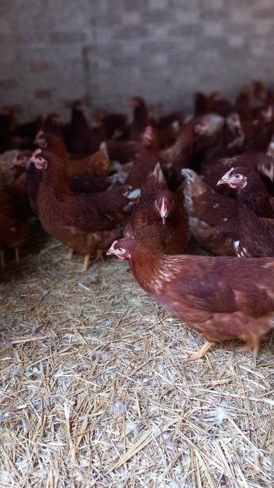 Kury Nioski 23 tygodnie rasy Lohmann Brown. Wysylka!