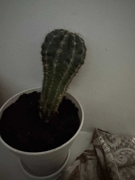 цветок кактуса кактус квітка