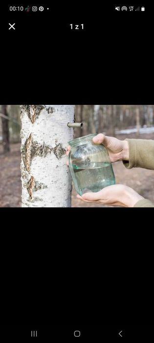 Sok z brzozy " bomba witaminowa "