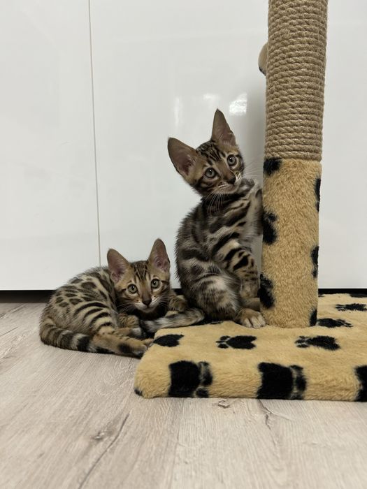 Бенгальські малята