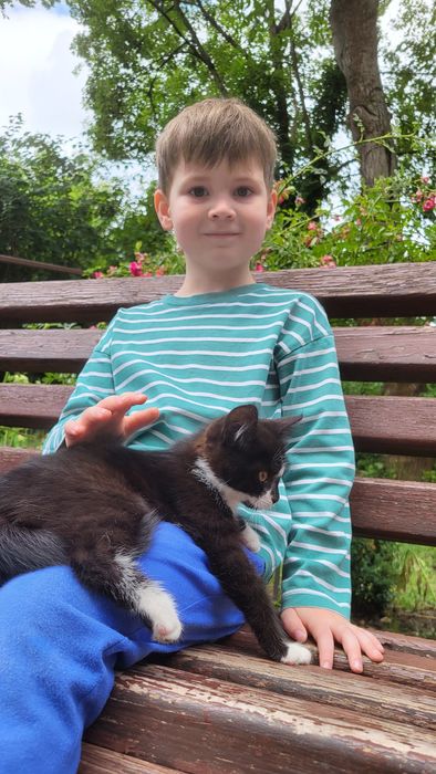 Кошенята в добрі руки