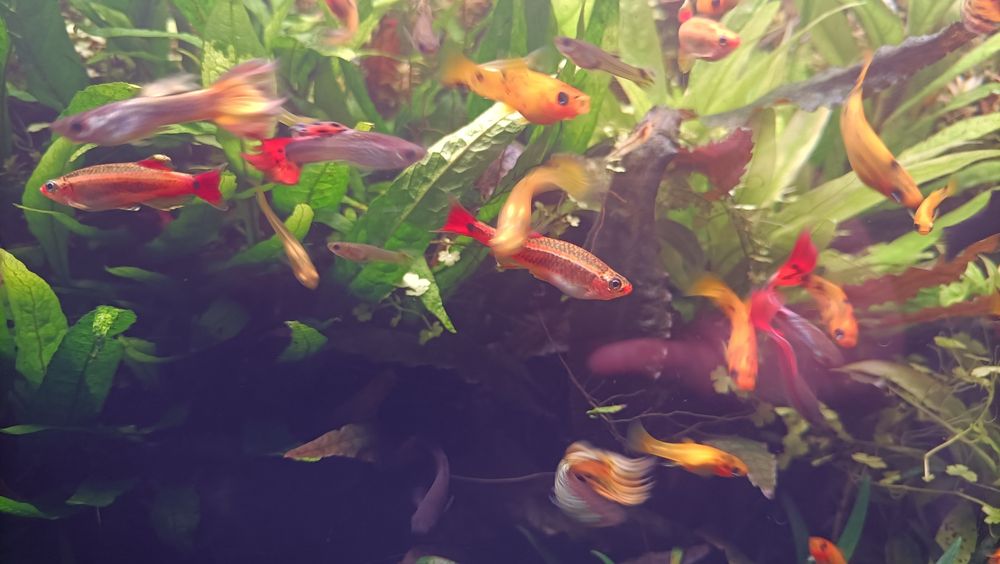 Vendo guppys (ver fotos)