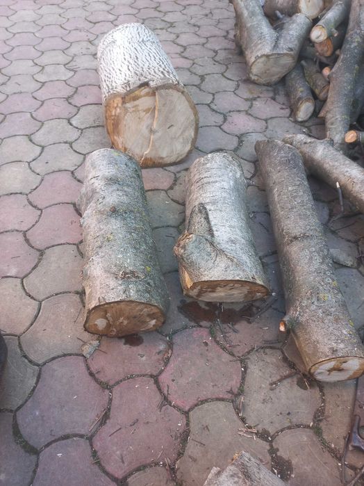 ствол ореха срезаный