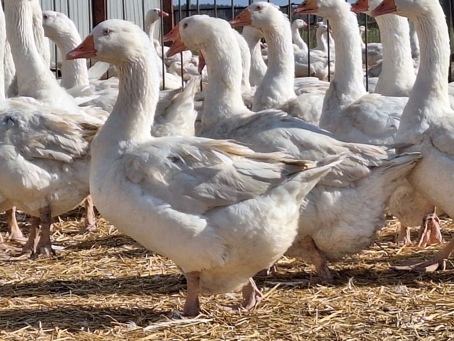 Gęsi kaczki pisklęta