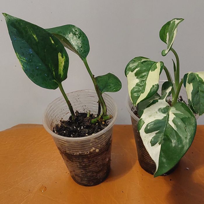 Пропоную до продажу кімнатні квіти вирощені в домашніх умовах