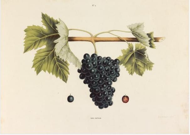ampelographia do Douro