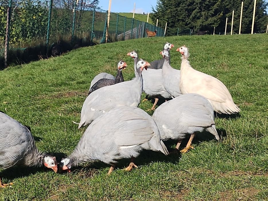 Perliczki tegoroczne