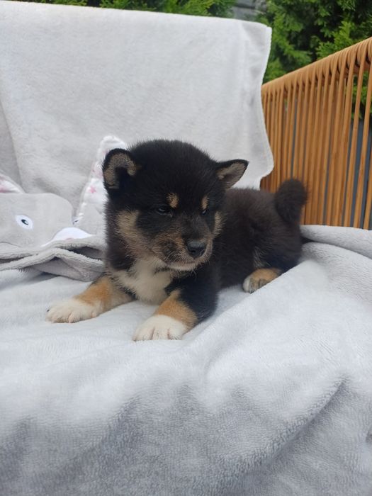Shiba inu-czarny
