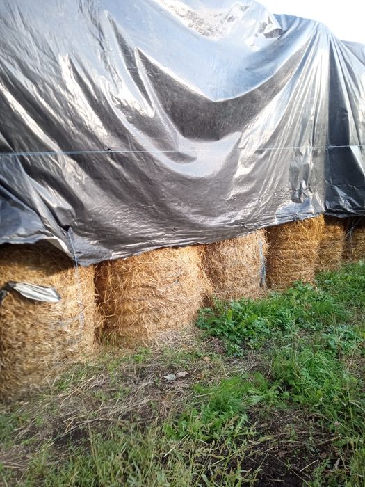 Sprzedam suchą słomę