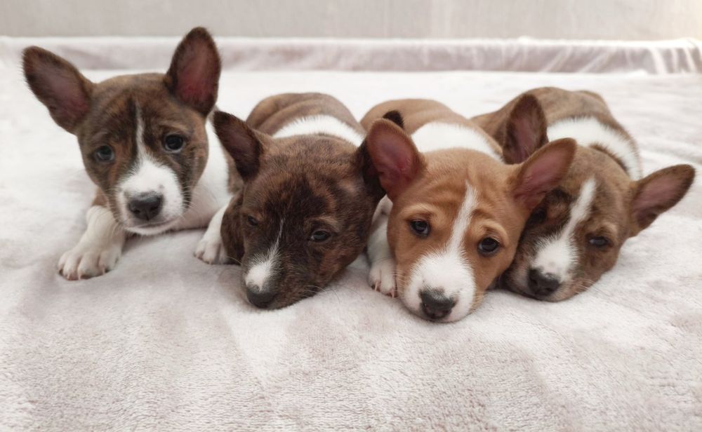 Цуценята басенджі Україна Київ