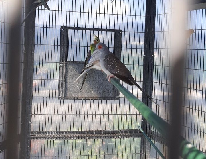 Rolas diamante casais