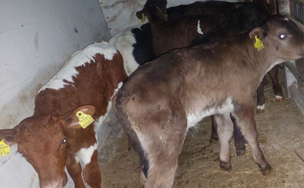 Byczki miesne Czerwin