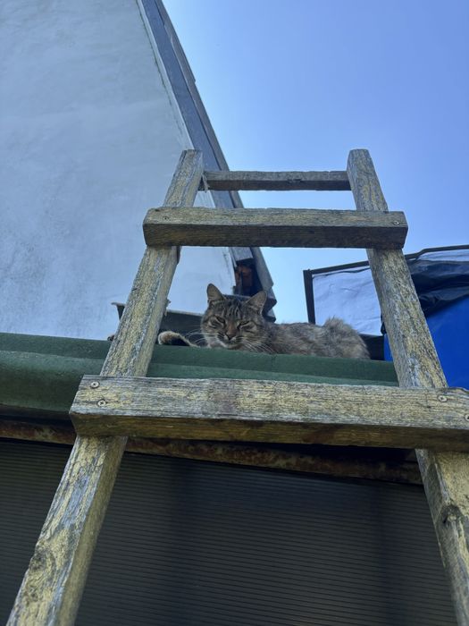 Котики бесплатно в хорошие руки, ласковые