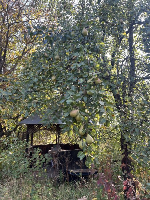 Дачна ділянка / дача
