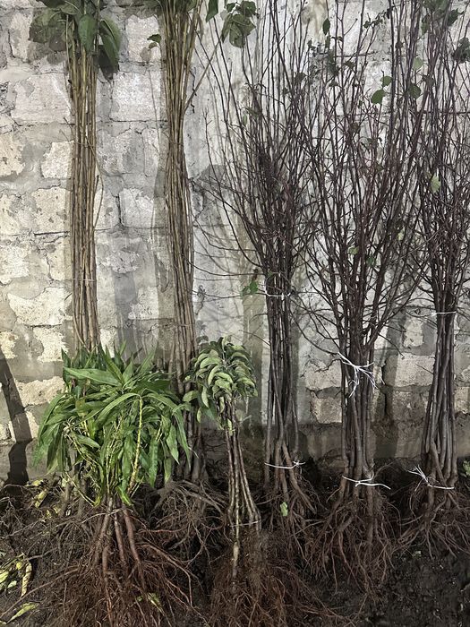 Продам саджанці плодових дерев на гурт