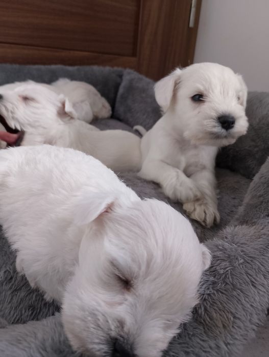 Sprzedam Sznaucer miniaturowy Biały FCI