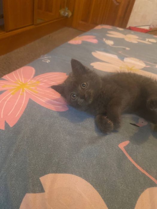 Плюшка прямоушка