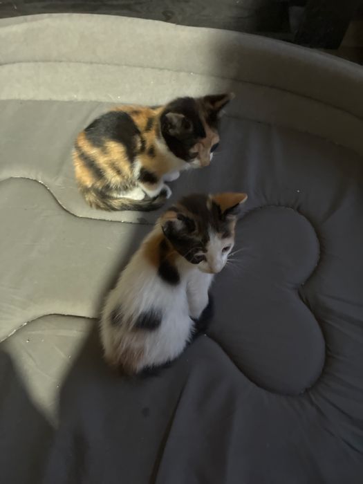 Dão-se gatos com3 meses