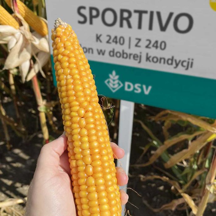 Kukurydza SPORTIWO