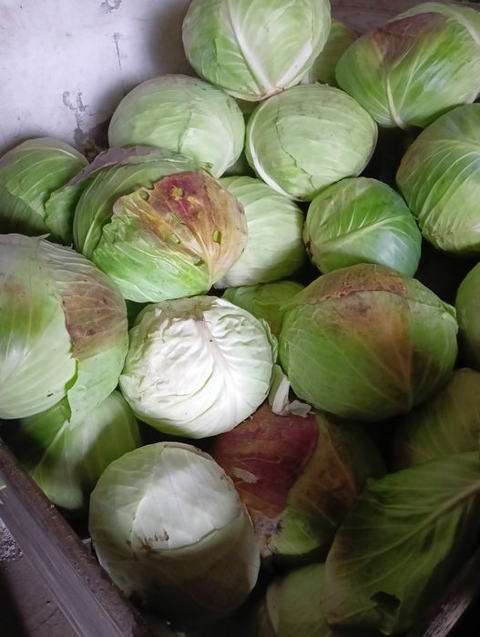 Kapusta do zwierząt, paszowa odpadowa