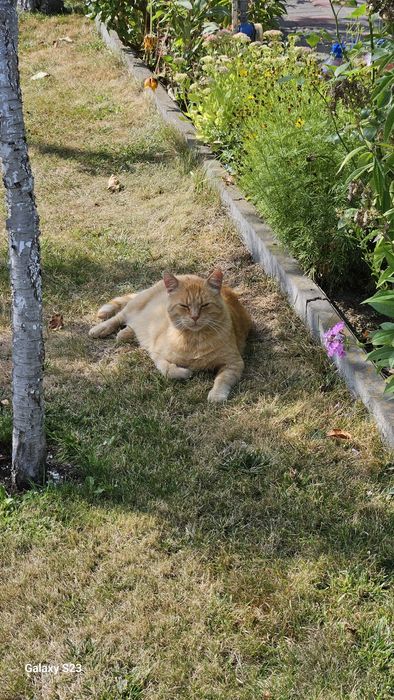 Kocurek z działek szuka domu.