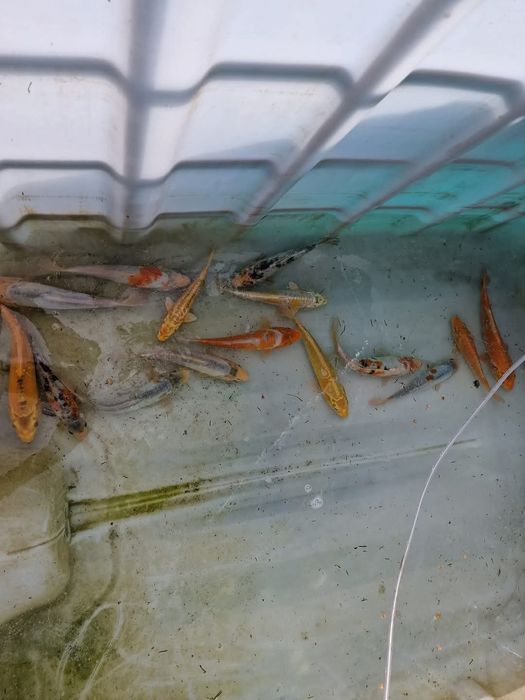 Karp koi około 5cm-7cm