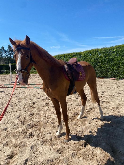 Poldro lusitano 3 anos