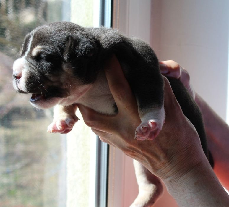 American Bully POCKET / MICRO po Championie ABKC