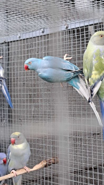 Ring necks 2024 / 2025 cleartail