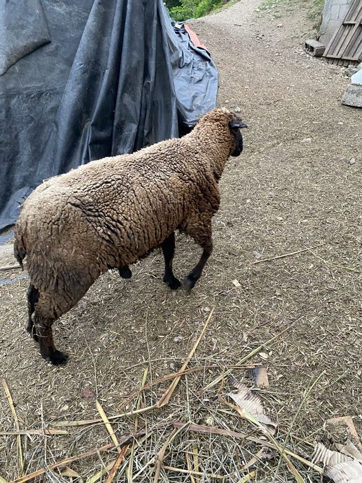 Vendo carneiro para refugo