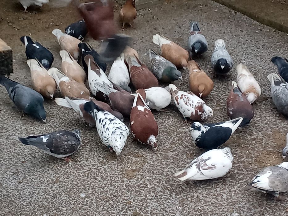 Sprzedam Gołębie Pocztowe