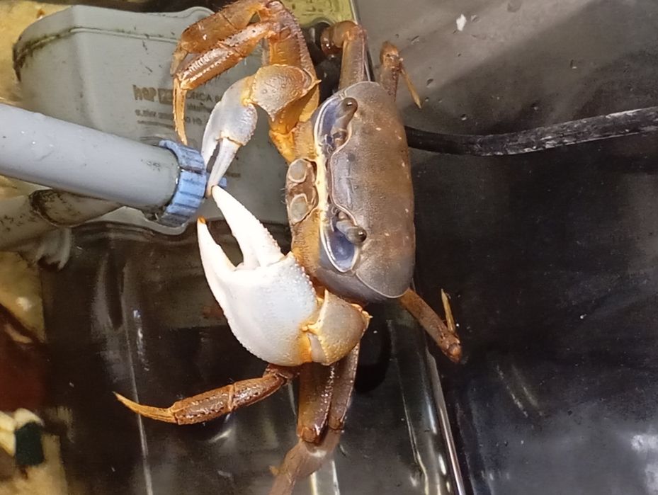Krab tęczowy sprzedaż