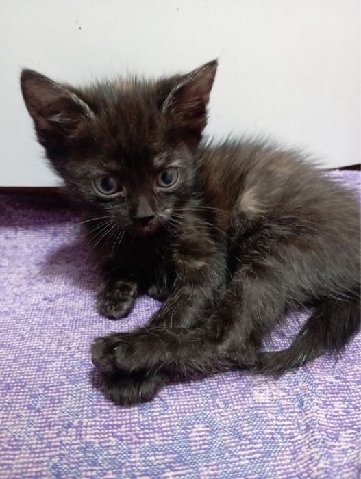 Віддам в добрі руки котиків