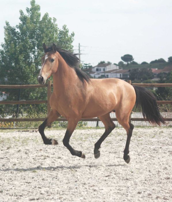 Lusitano 3 anos
