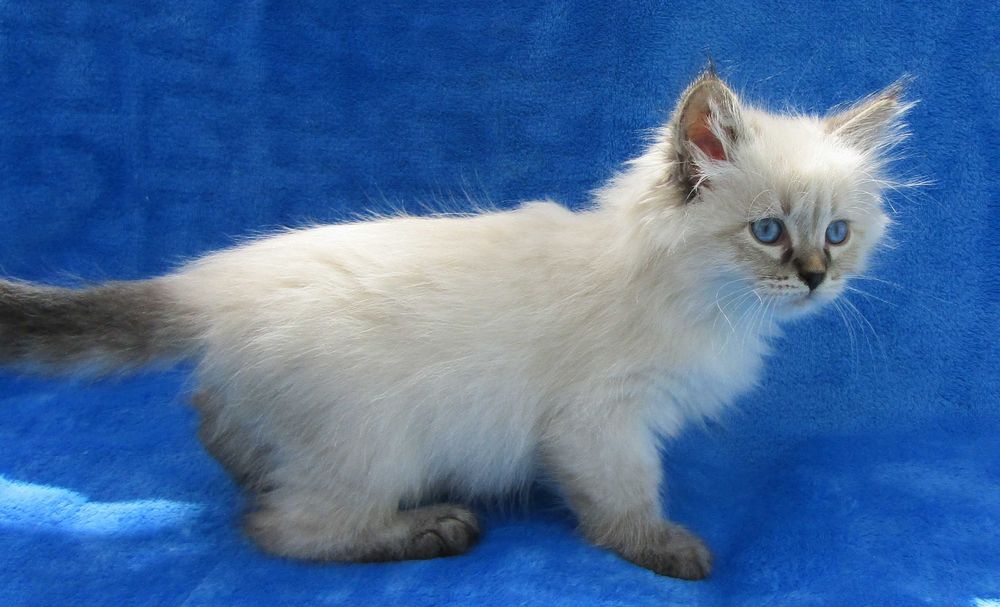 Очаровательный  невский маскарадный